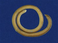 藏品(盲蛇)的圖片